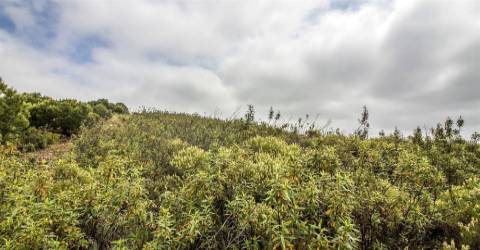Terreno Rústico  Venda em Alcoutim e Pereiro,Alcoutim