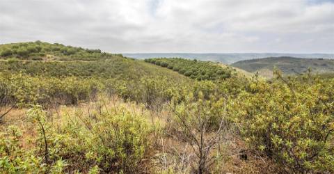 Terreno Rústico  Venda em Alcoutim e Pereiro,Alcoutim
