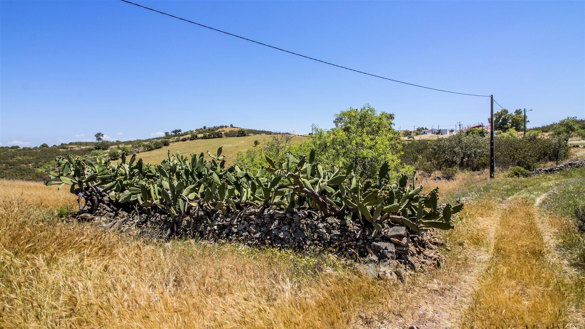 Terreno Rústico  Venda em Alcoutim e Pereiro,Alcoutim