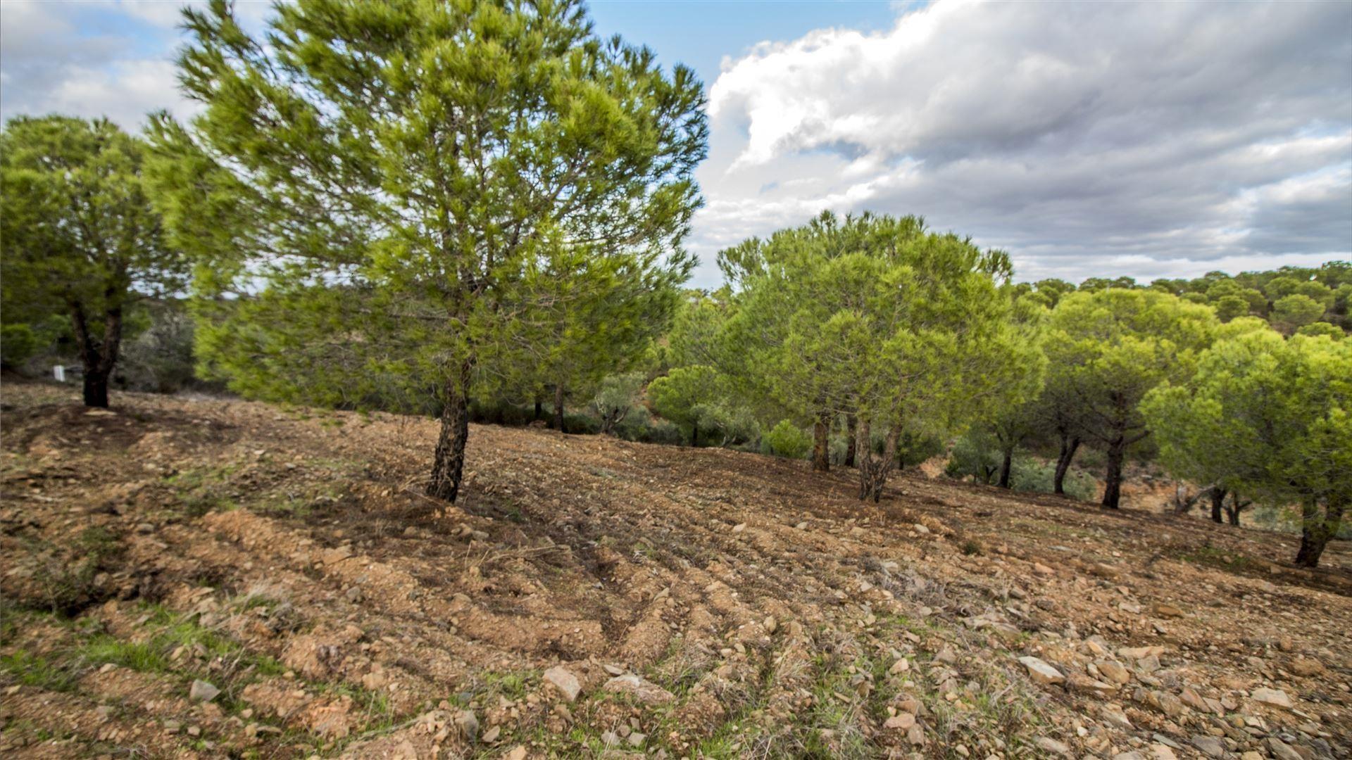 Terreno Rústico  Venda em Odeleite,Castro Marim