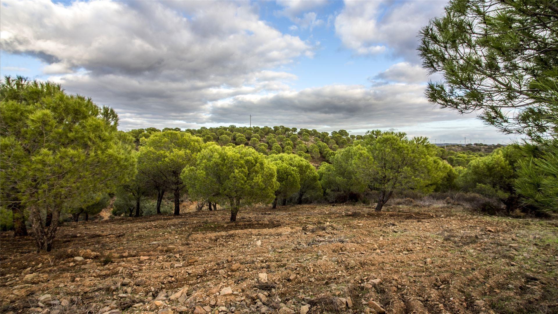 Terreno Rústico  Venda em Odeleite,Castro Marim