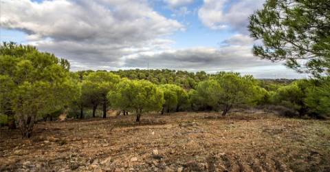 Terreno Rústico  Venda em Odeleite,Castro Marim