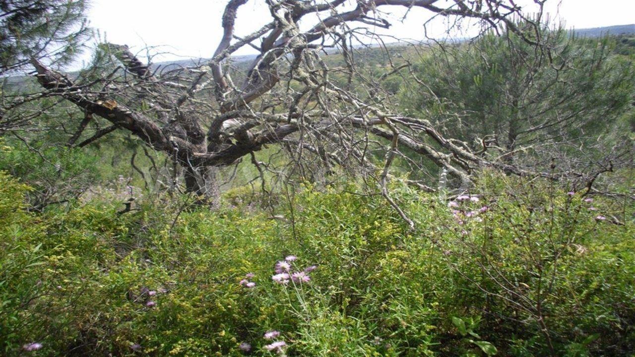 Terreno Rústico  Venda em Odeleite,Castro Marim