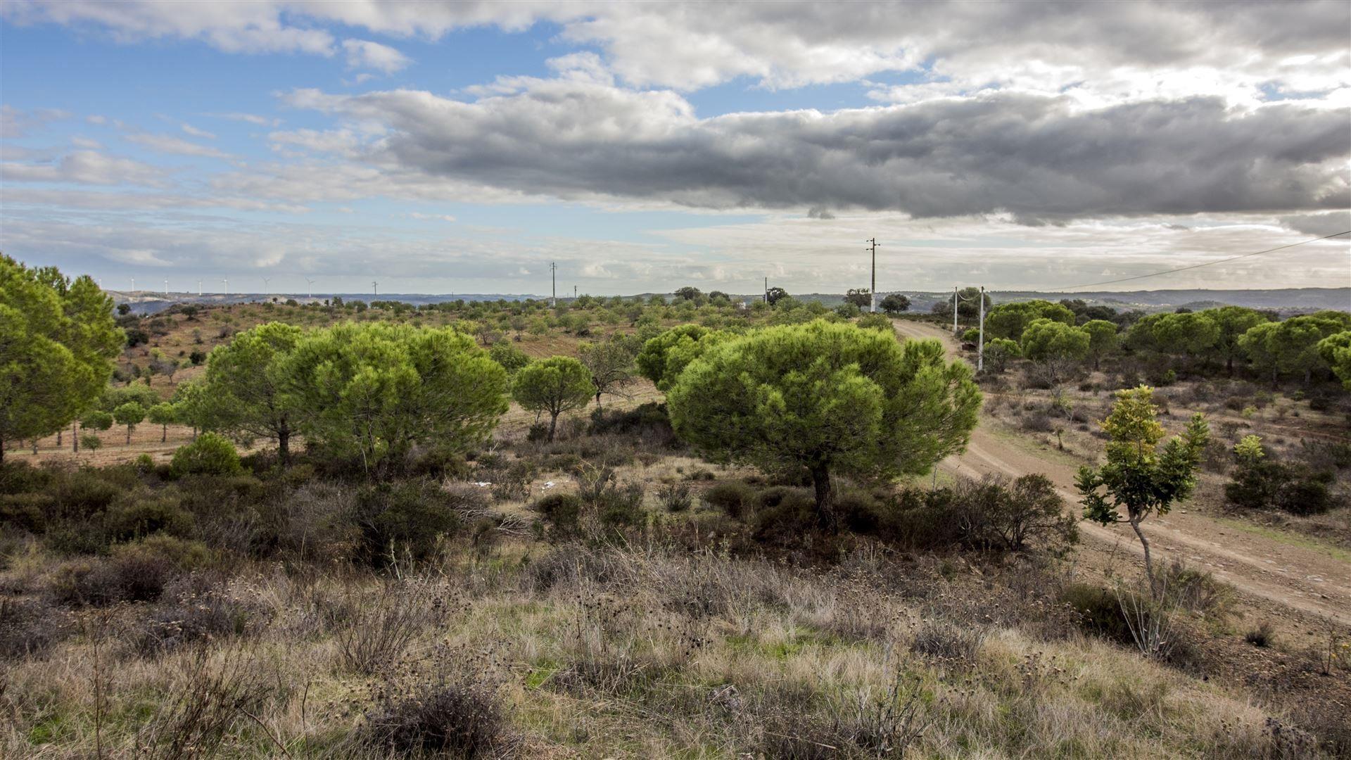 Terreno Rústico  Venda em Odeleite,Castro Marim