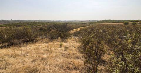 Terreno Rústico  Venda em Azinhal,Castro Marim