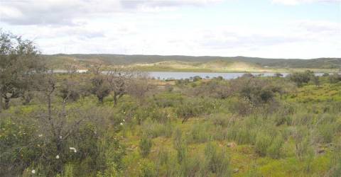 Terreno Rústico no Azinhal