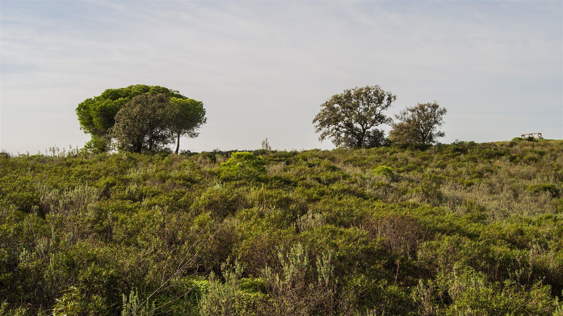 Terreno Rústico  Venda em Castro Marim,Castro Marim