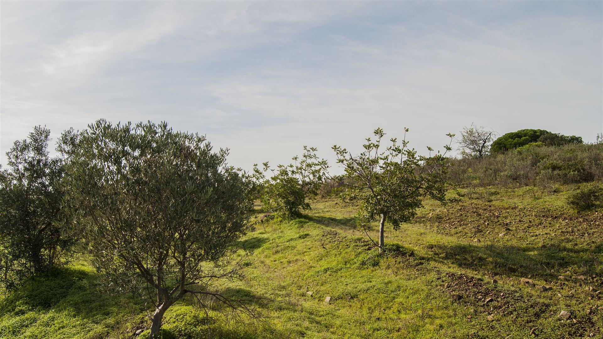 Terreno Rústico  Venda em Castro Marim,Castro Marim