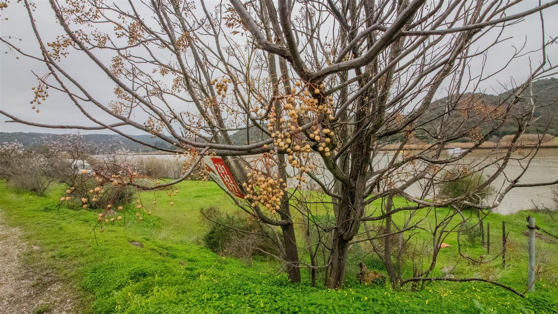 Terreno Rústico  Venda em Alcoutim e Pereiro,Alcoutim