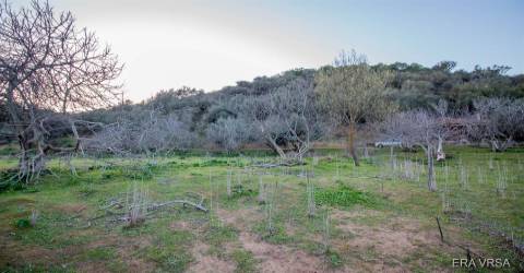 Terreno Rústico  Venda em Alcoutim e Pereiro,Alcoutim