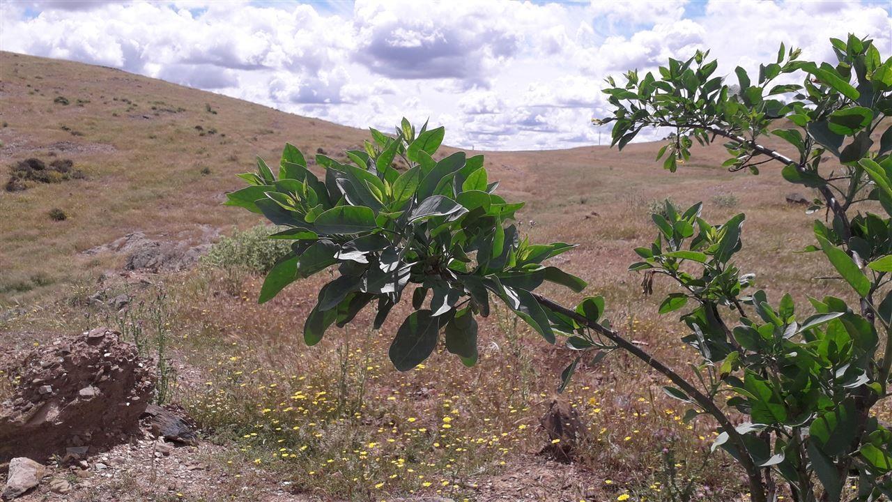 Terreno Urbano  Venda em Santana de Cambas,Mértola