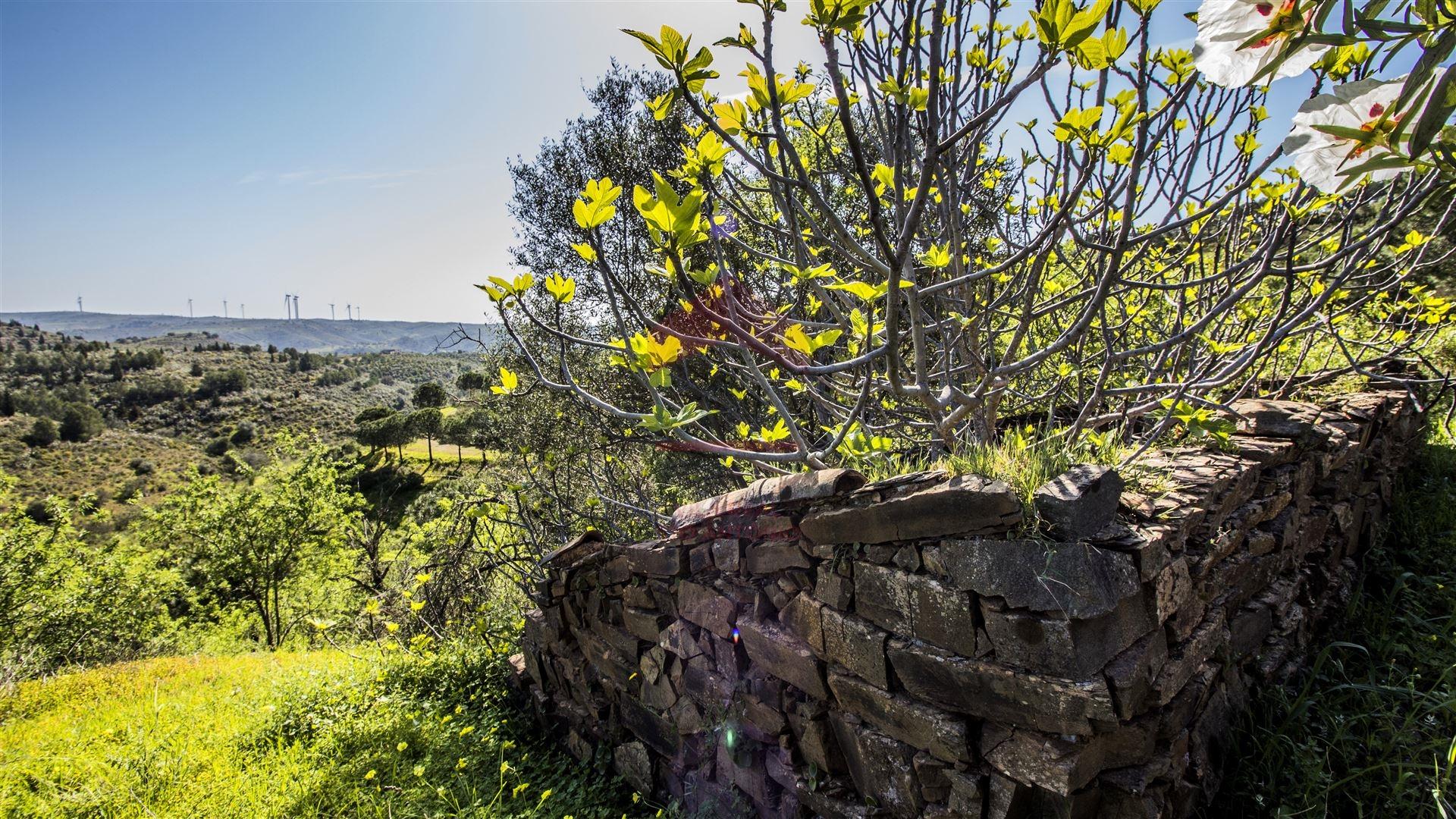 Terreno  Venda em Odeleite,Castro Marim