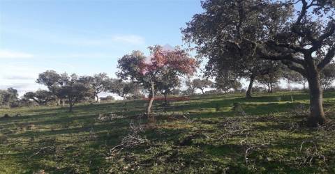 Herdade  Venda em Mértola,Mértola