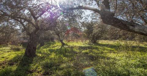Terreno Rústico  Venda em Alcoutim e Pereiro,Alcoutim