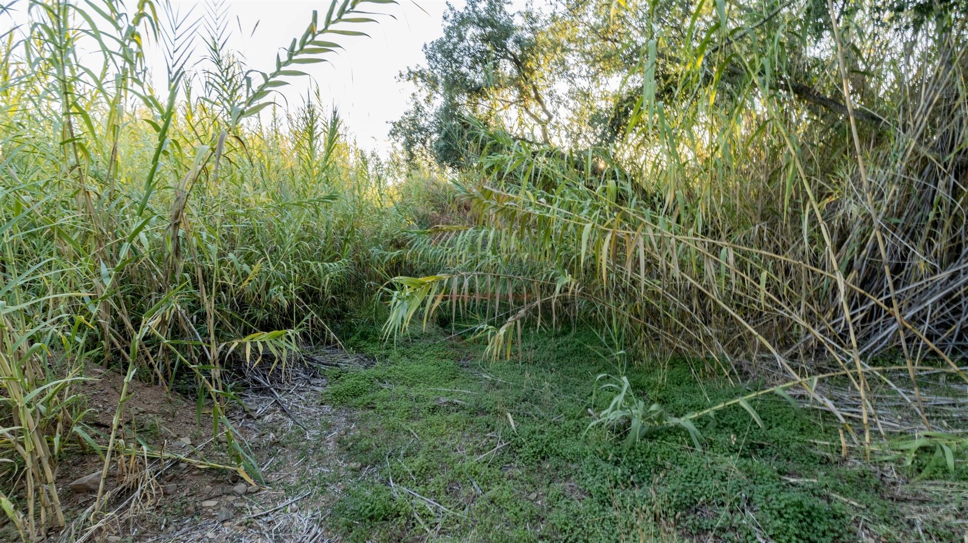 Terreno Rústico  Venda em Azinhal,Castro Marim