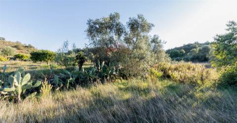 Terreno Rústico  Venda em Azinhal,Castro Marim