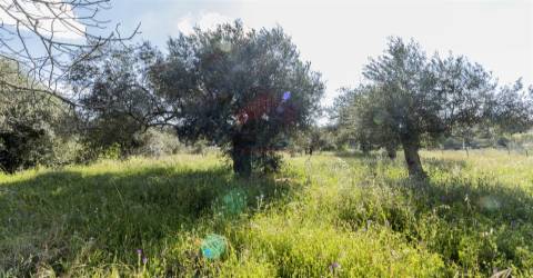 Terreno Rústico  Venda em Alcoutim e Pereiro,Alcoutim