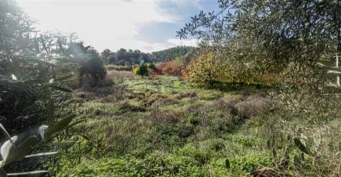 Terreno Rústico  Venda em Alcoutim e Pereiro,Alcoutim