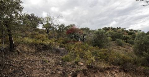 Terreno Rústico  Venda em Alcoutim e Pereiro,Alcoutim