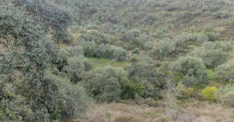 Terreno Rústico  Venda em Alcoutim e Pereiro,Alcoutim