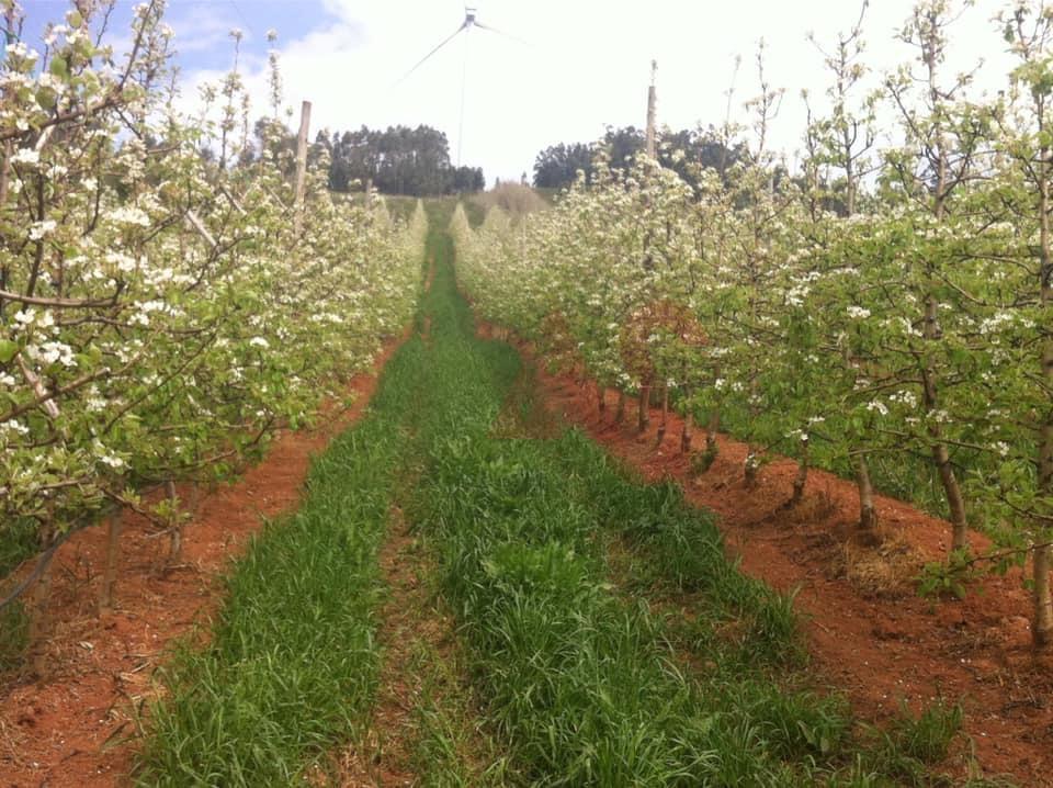 Quinta com 10 hectares em Alguber, Cadaval