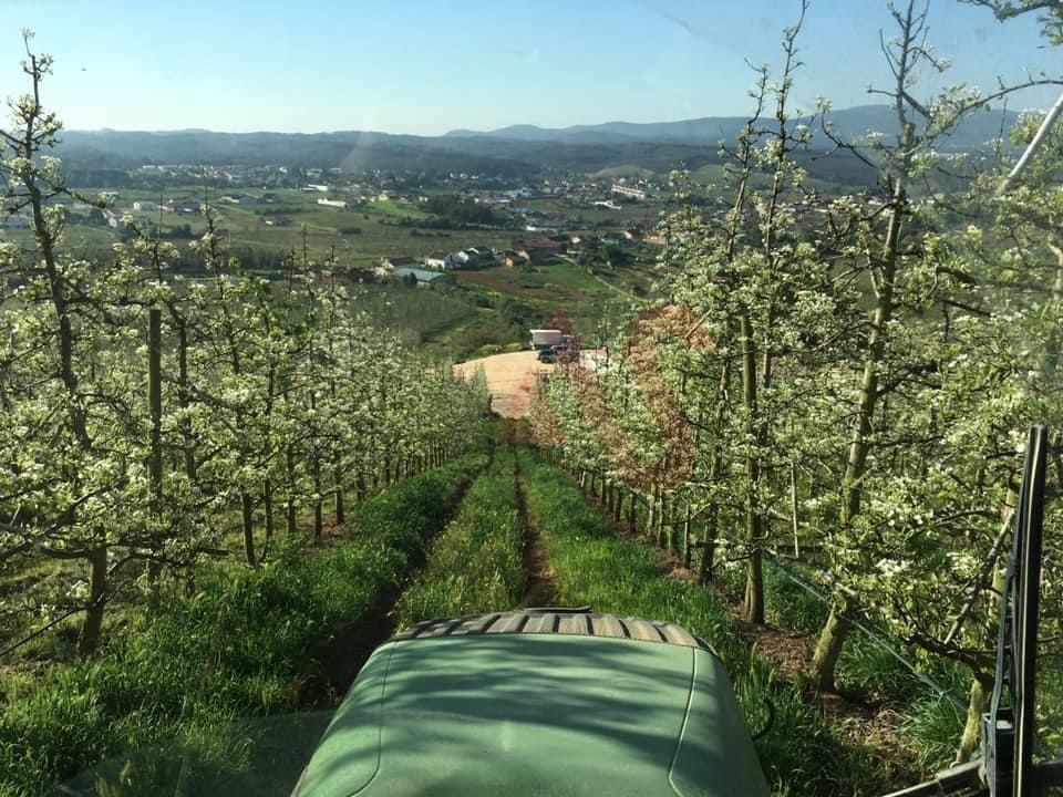 Quinta com 10 hectares em Alguber, Cadaval