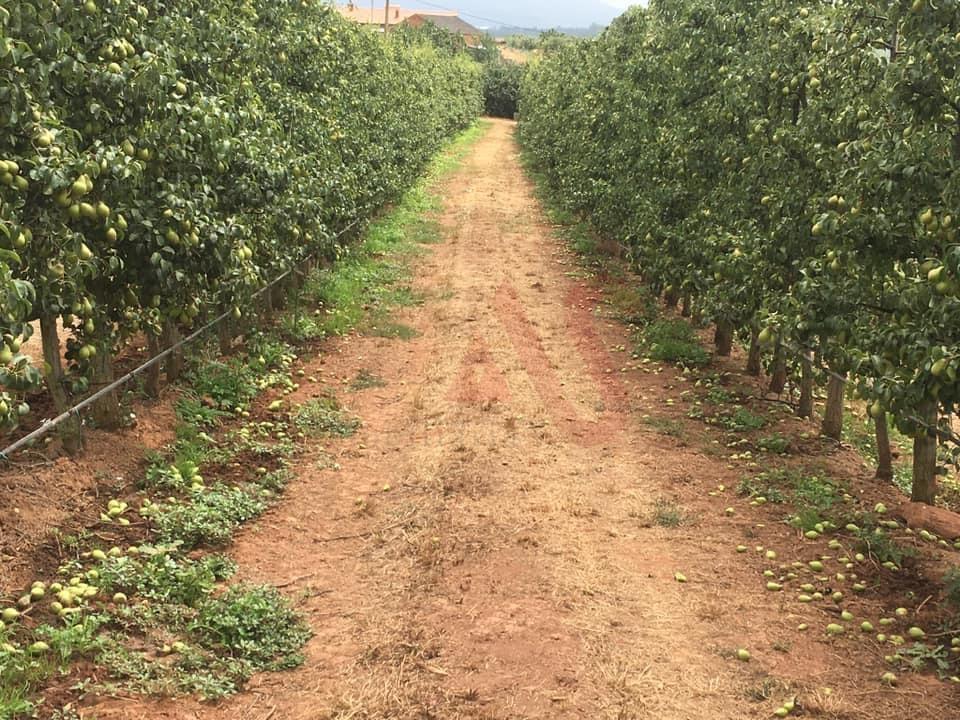 Quinta com 10 hectares em Alguber, Cadaval