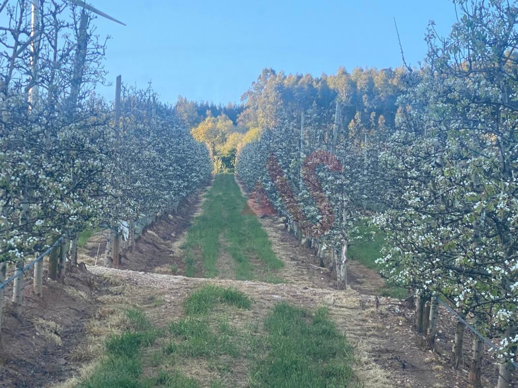 Quinta com 10 hectares em Alguber, Cadaval