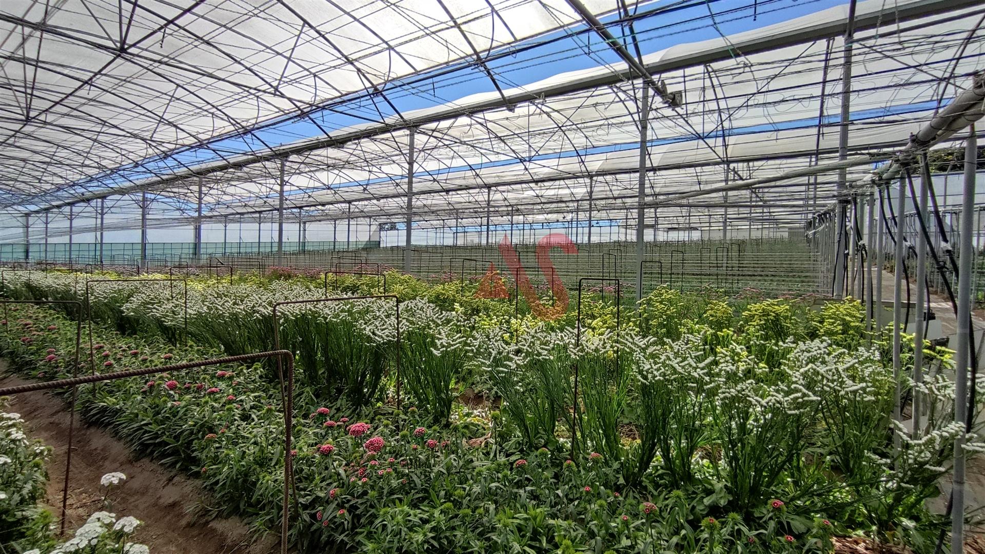 Terreno com estufas em Carreira, Barcelos