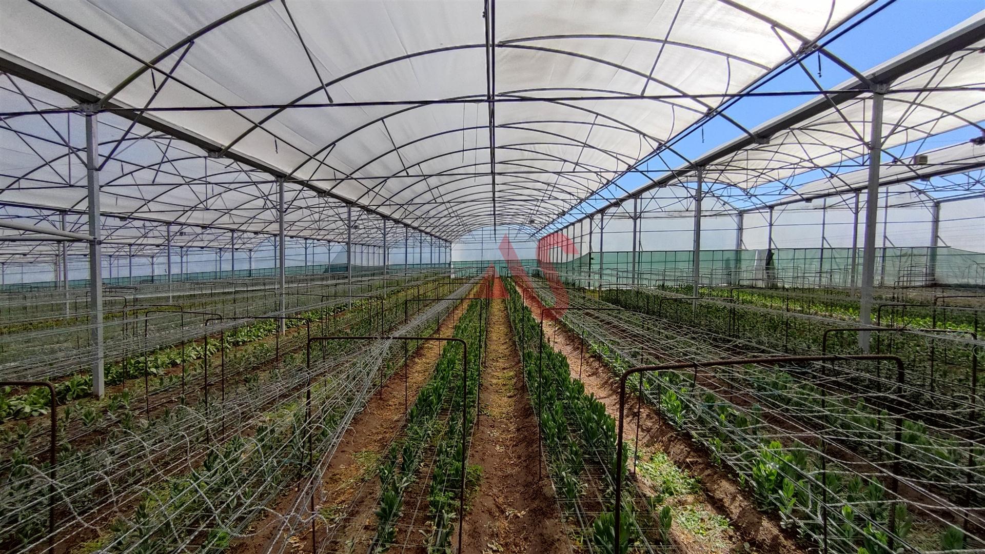 Terreno com estufas em Carreira, Barcelos