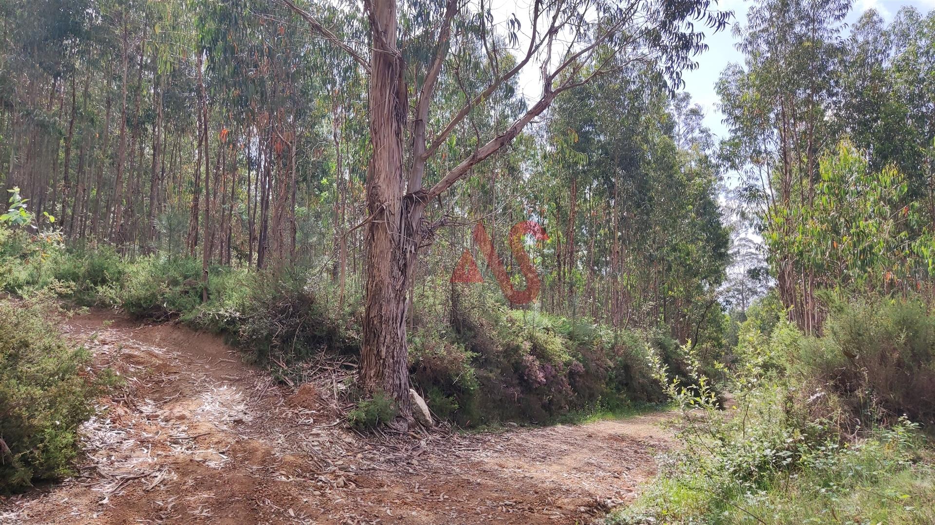 Bouça em Oliveira, Barcelos