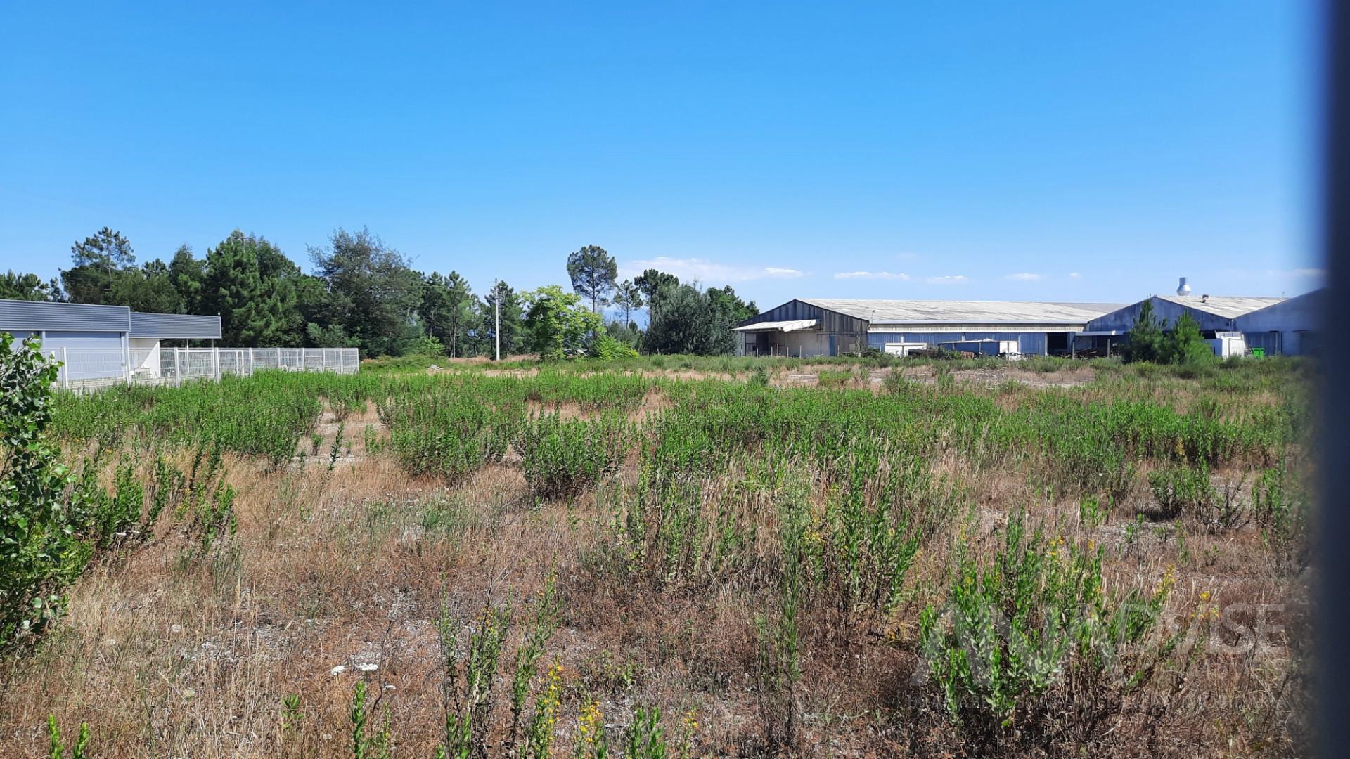 Lote de Terreno  Venda em Repeses e São Salvador,Viseu