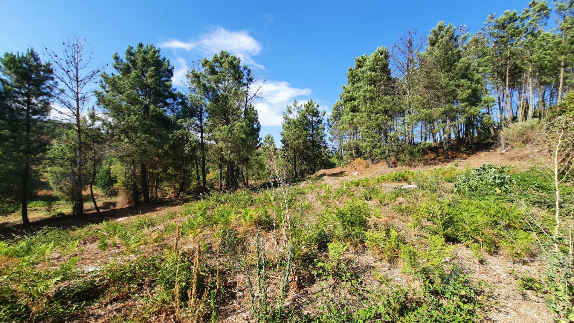 Quintinha  Venda em Abrunhosa-a-Velha,Mangualde