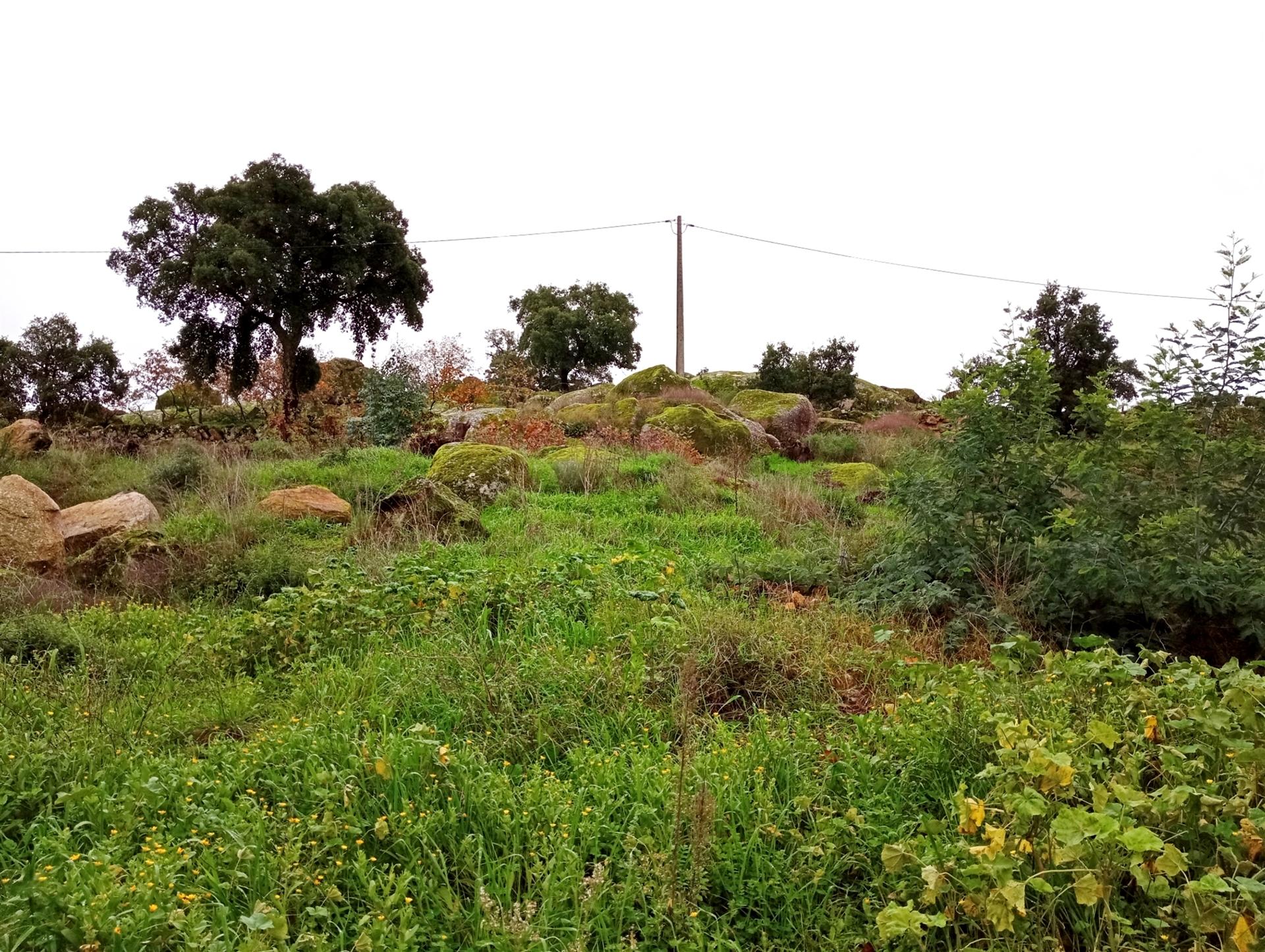 Lote de Terreno na zona da Quinta da Carapalha em Castelo Branco