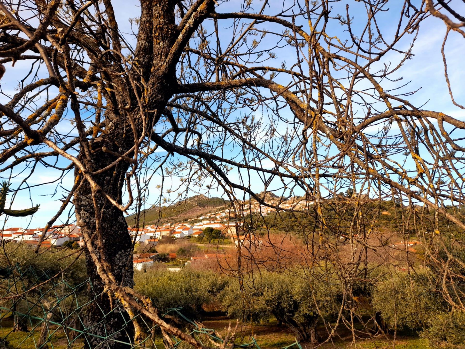 Quinta  Venda em Penha Garcia,Idanha-a-Nova