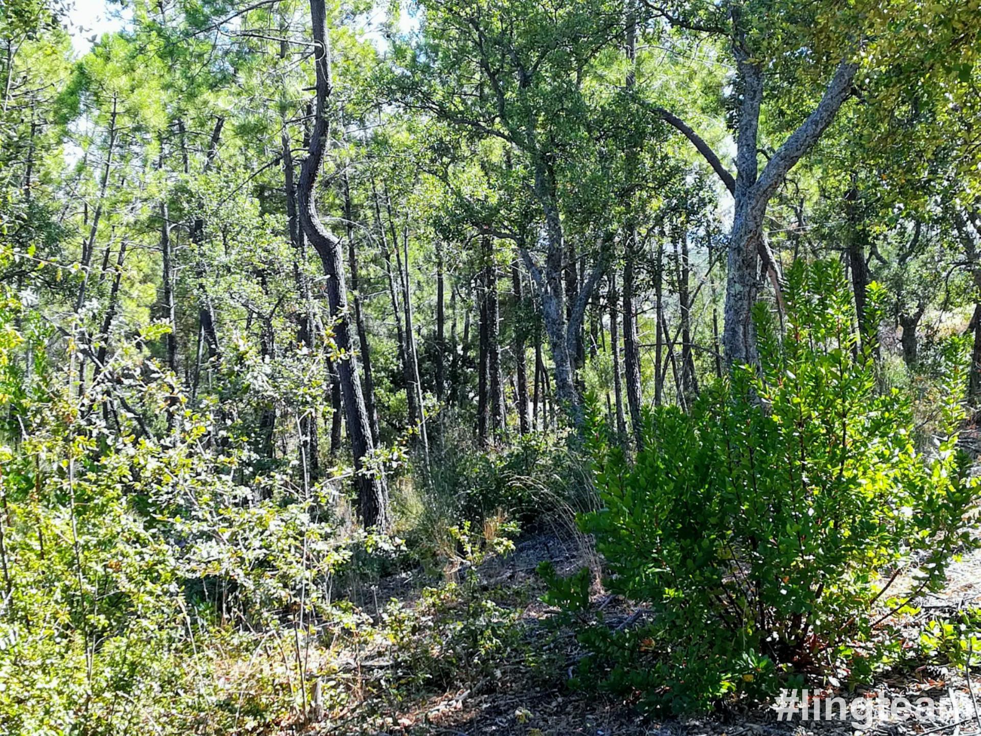 Quinta  Venda em Sarzedas,Castelo Branco