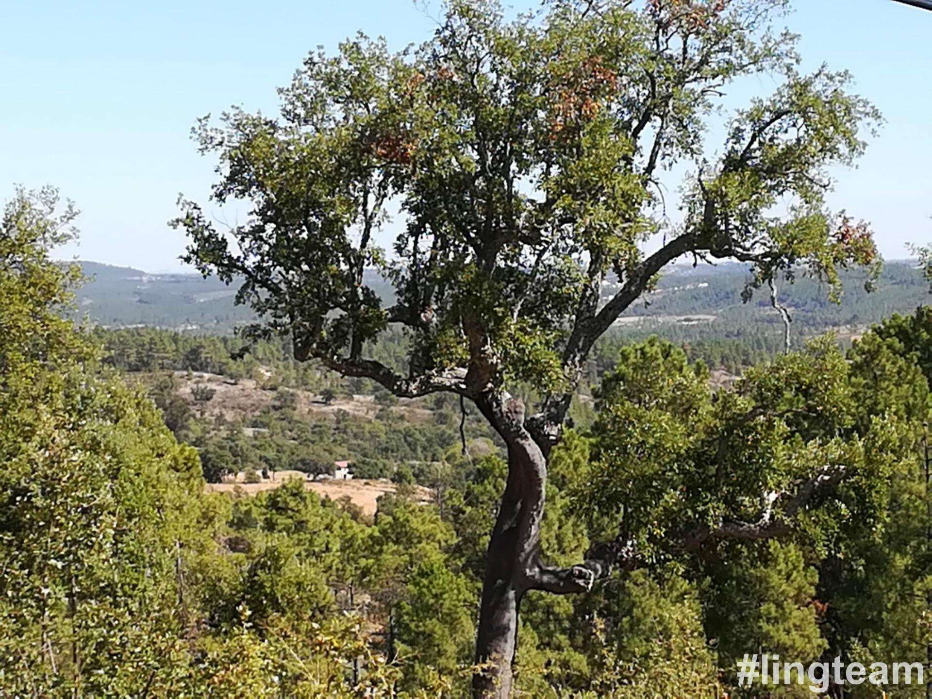 Quinta  Venda em Sarzedas,Castelo Branco