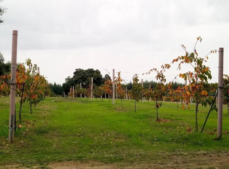 Quinta com cerca de 5ha para investimento com possibilidade de Construção, em São Vicente da Beira