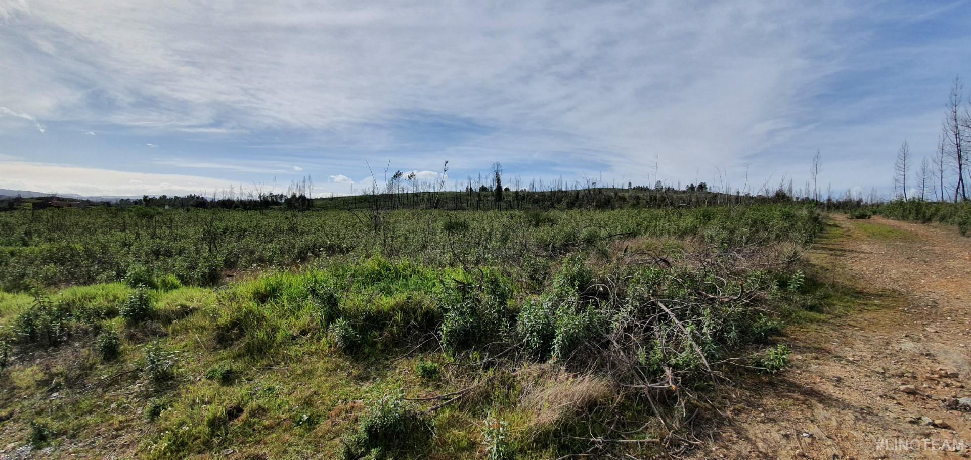 Quinta T0 Venda em Freixial e Juncal do Campo,Castelo Branco