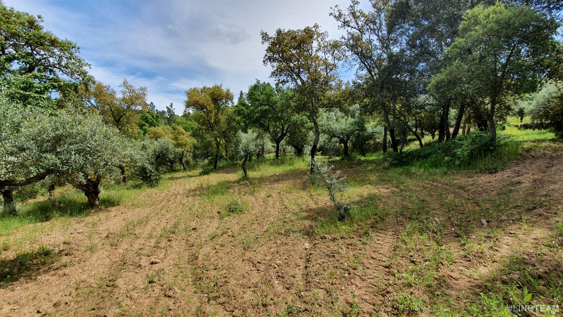 Quinta  Venda em Freixial e Juncal do Campo,Castelo Branco