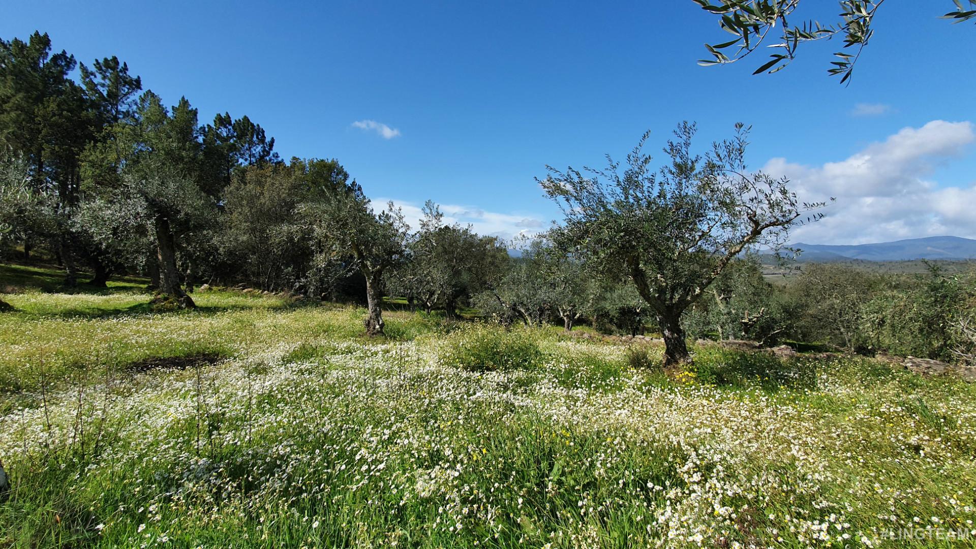 Quinta  Venda em Freixial e Juncal do Campo,Castelo Branco