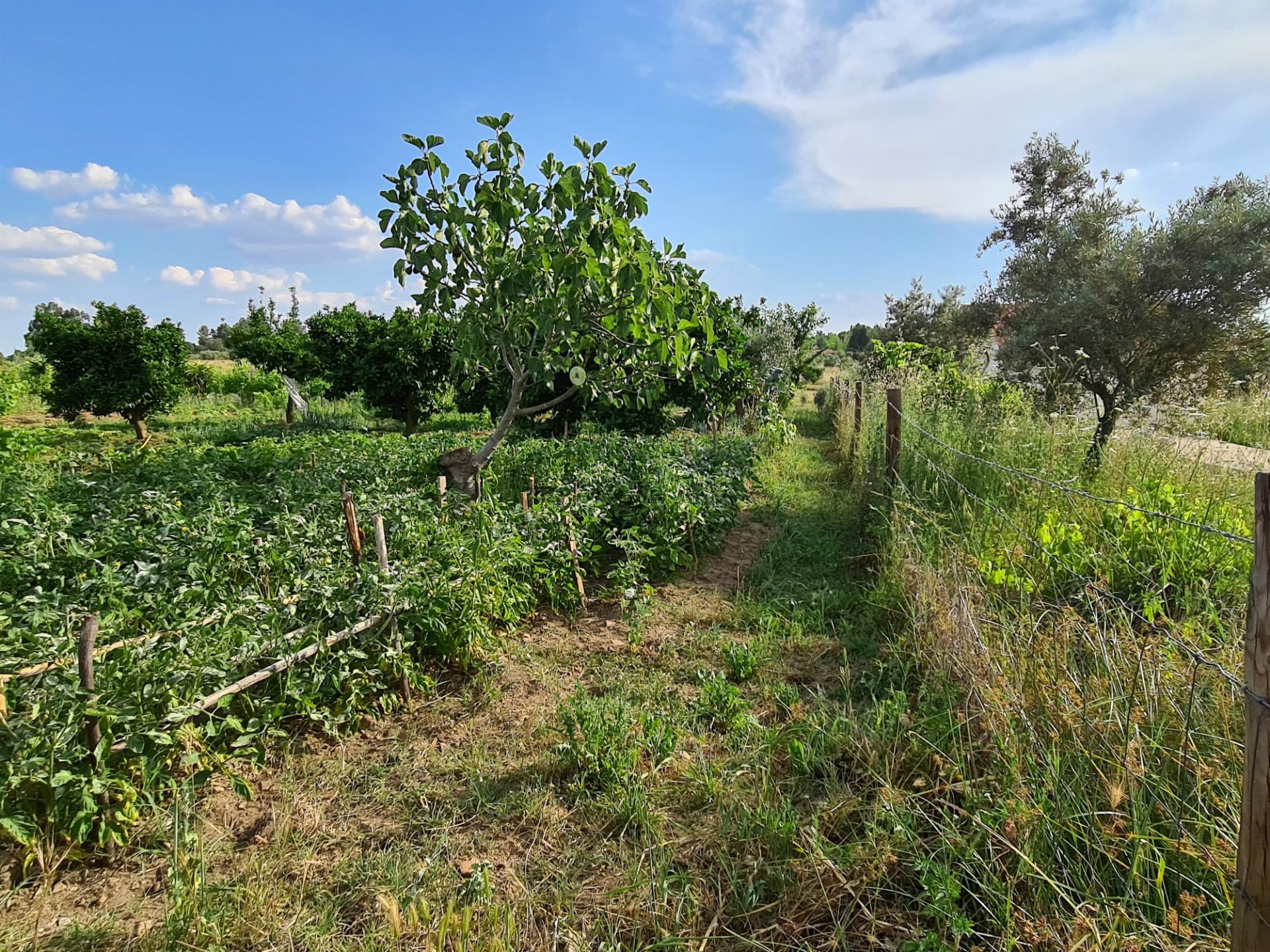 Excelente Quinta com 7000m2, Ladoeiro, Idanha-a-nova, Castelo Branco