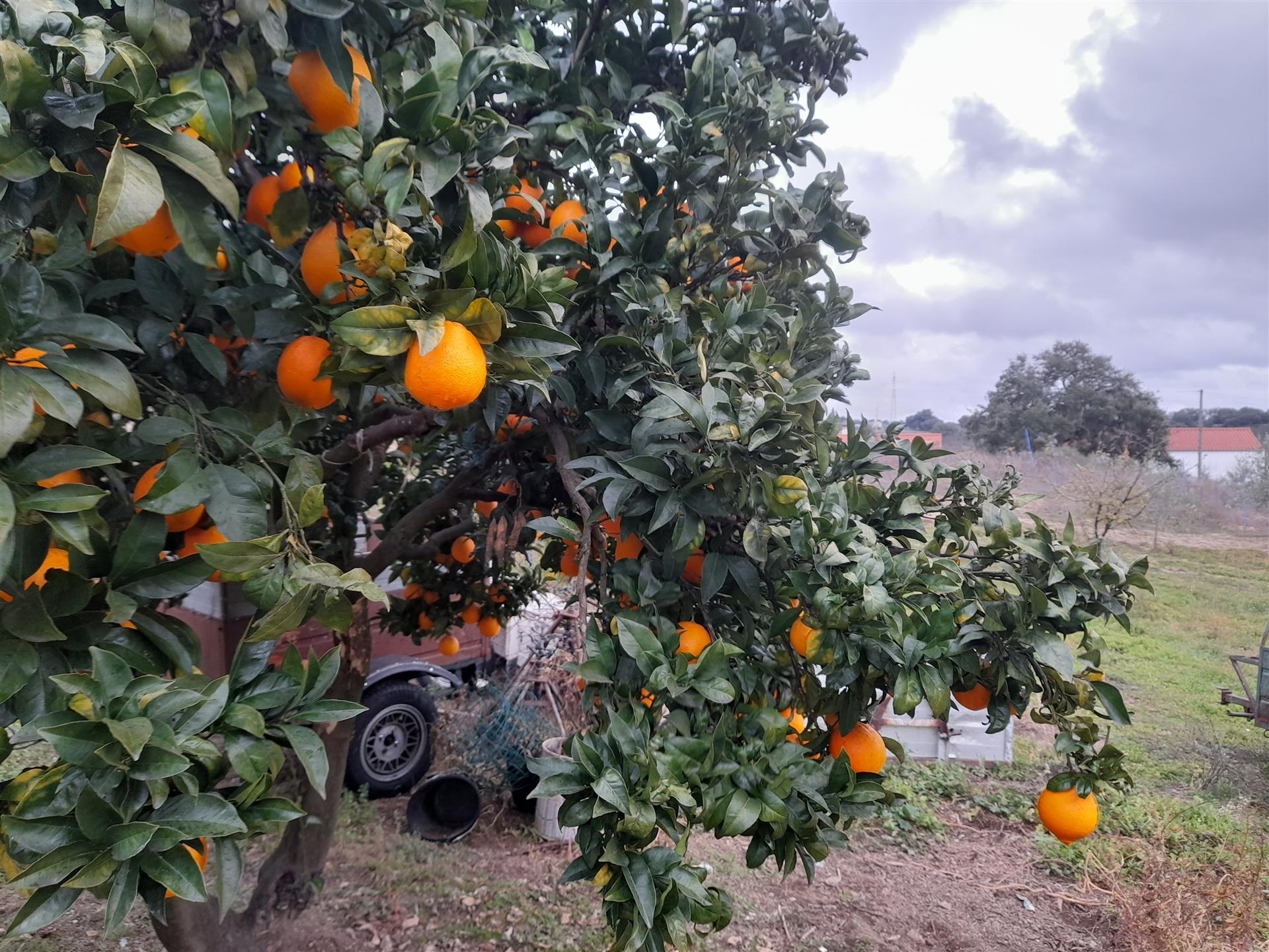 Quinta  Venda em Póvoa de Rio de Moinhos e Cafede,Castelo Branco