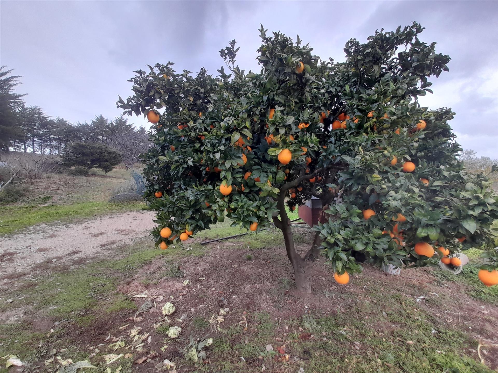 Quinta  Venda em Póvoa de Rio de Moinhos e Cafede,Castelo Branco