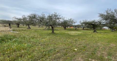 Quinta com 1,77Ha na Orca - Fundão