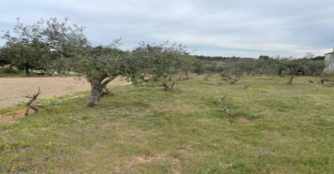 Quinta com 1,77Ha na Orca - Fundão