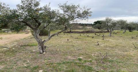 Quinta com 1,77Ha na Orca - Fundão