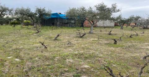 Quinta com 1,77Ha na Orca - Fundão