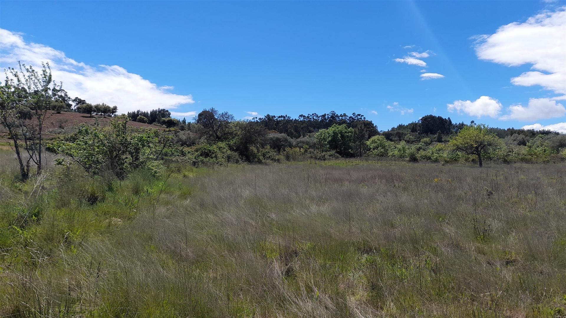 Quinta Feijoeira - 10ha - Quintas da Torre - Fundão - Portugal