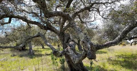 Quinta Feijoeira - 9.8ha - Quintas da Torre - Fundão - Portugal